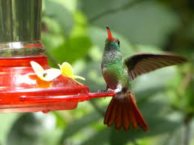 rufus tailed hummingbird